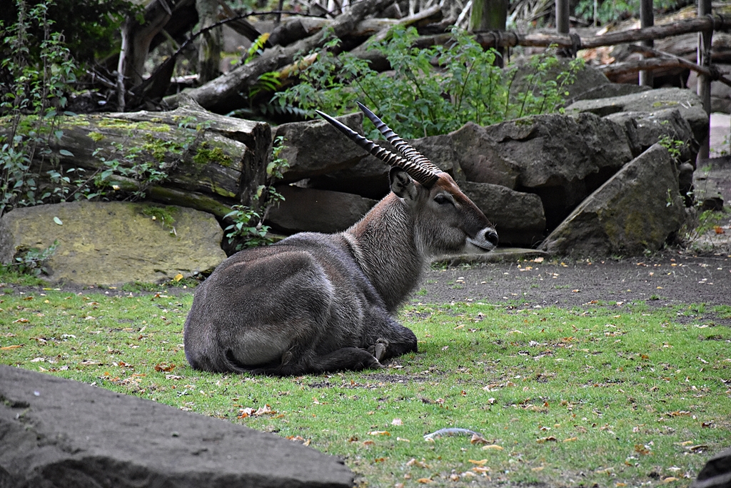 defassa waterbuck