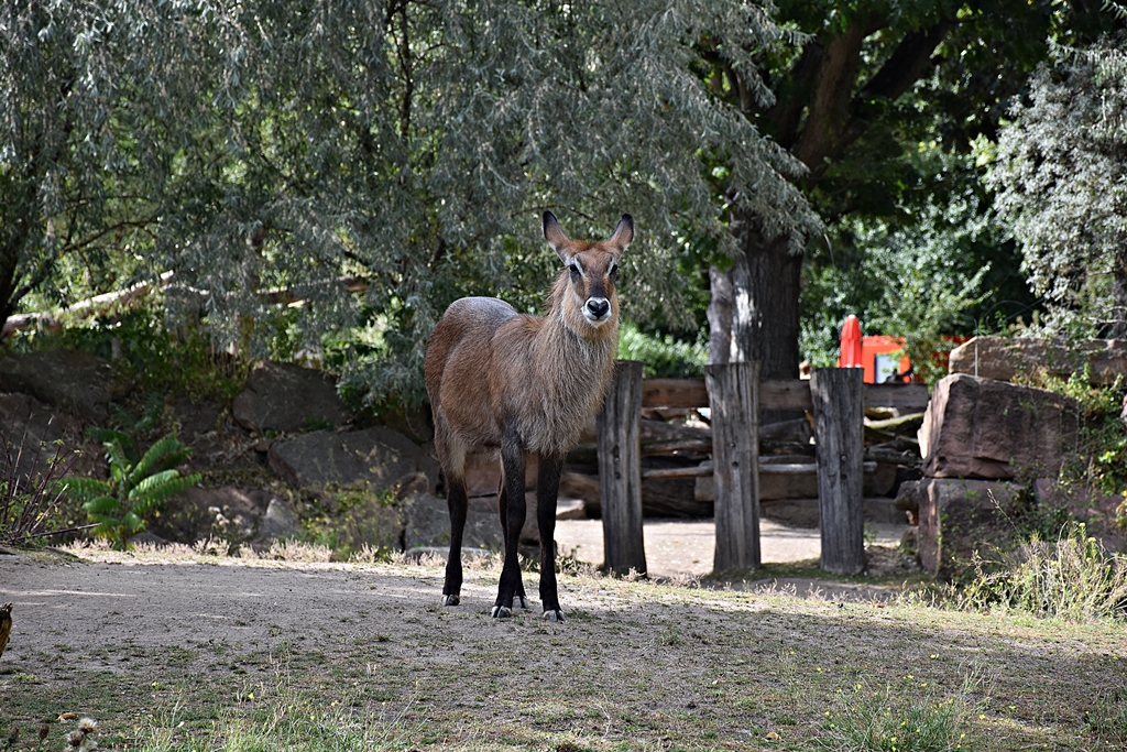 Defassa waterbuck