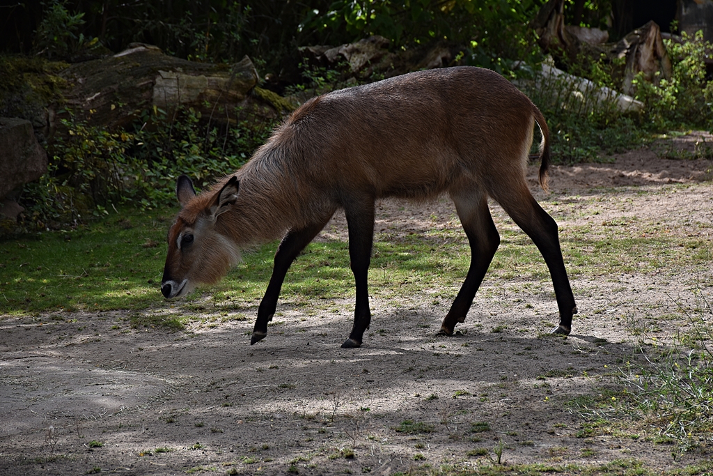 Defassa waterbuck