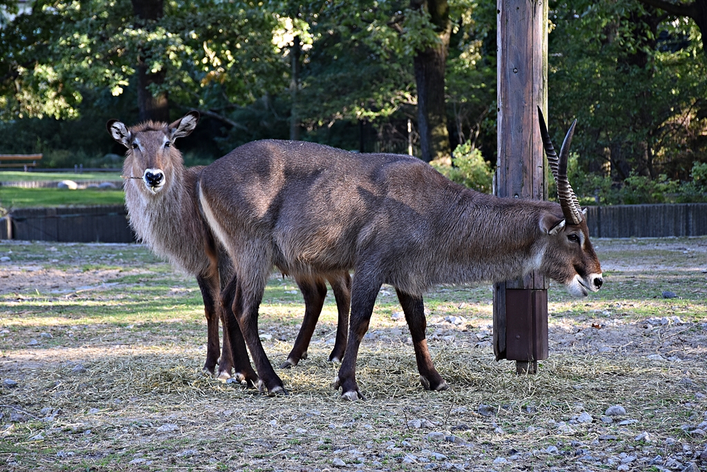 Defassa waterbuck