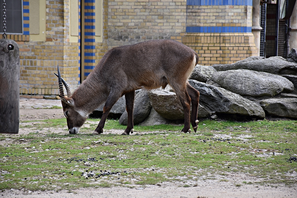 Defassa waterbuck