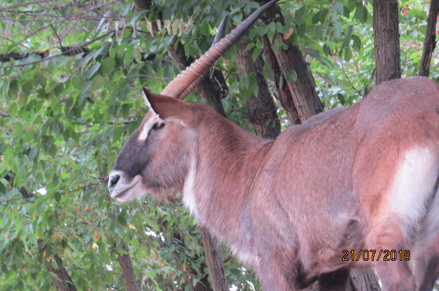 Defassa Waterbuck