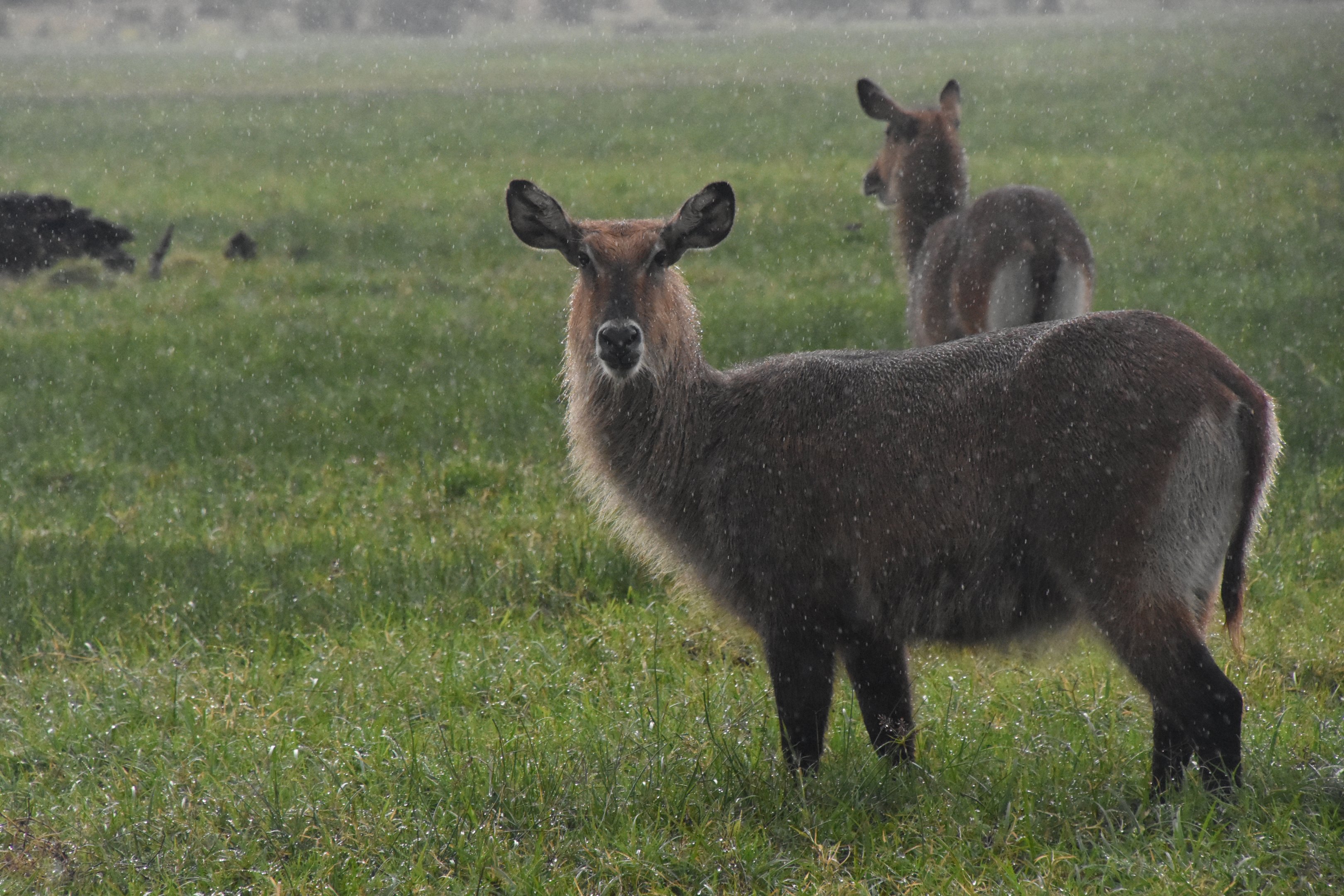 Defassa waterbuck