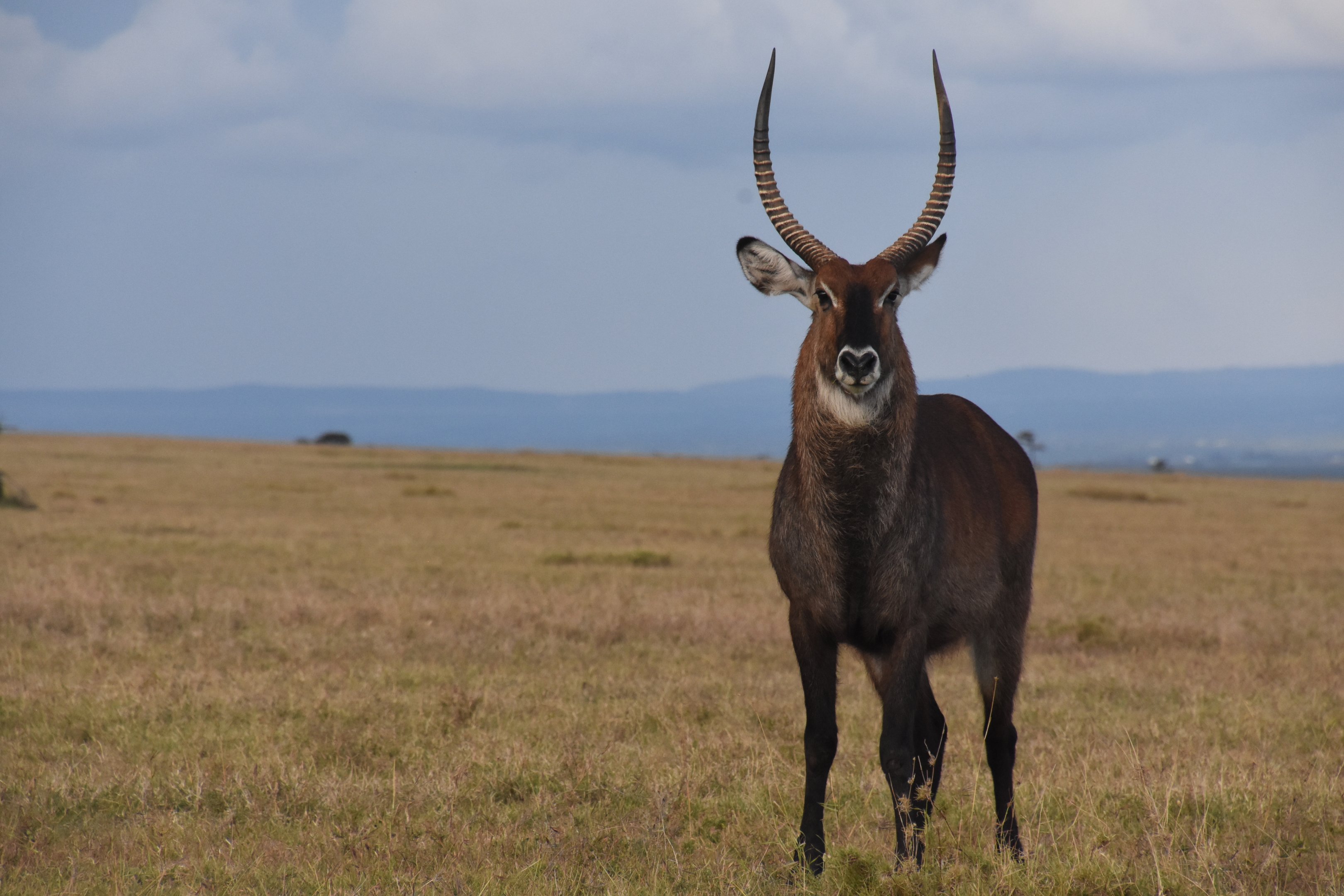 Defassa waterbuck