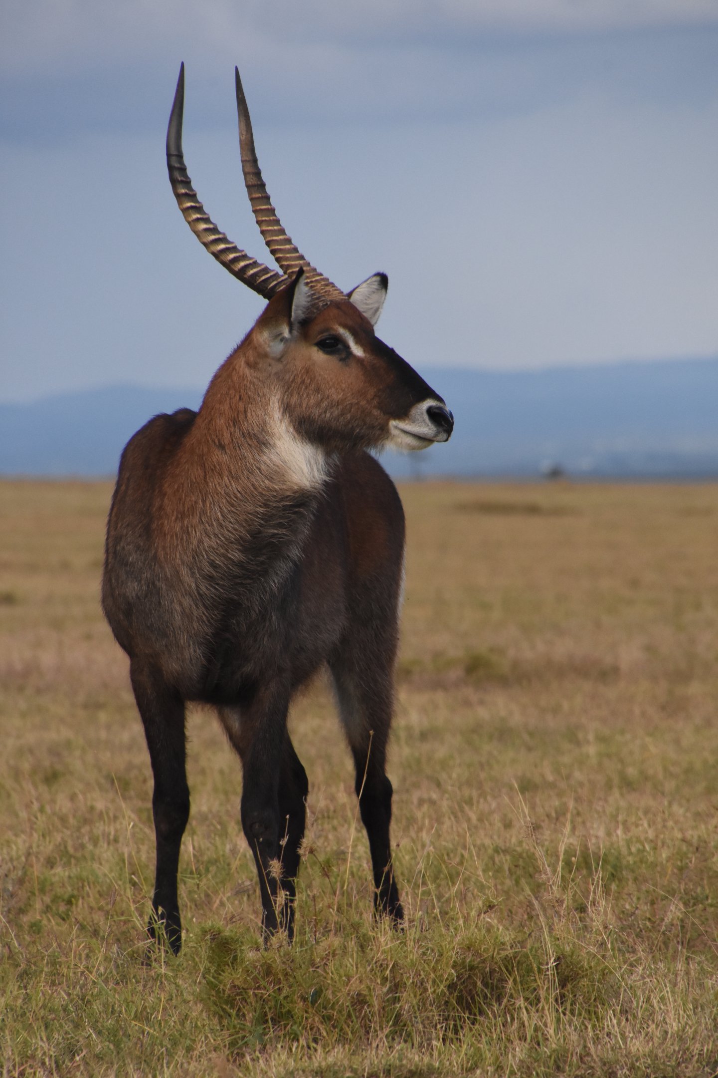 Defassa waterbuck