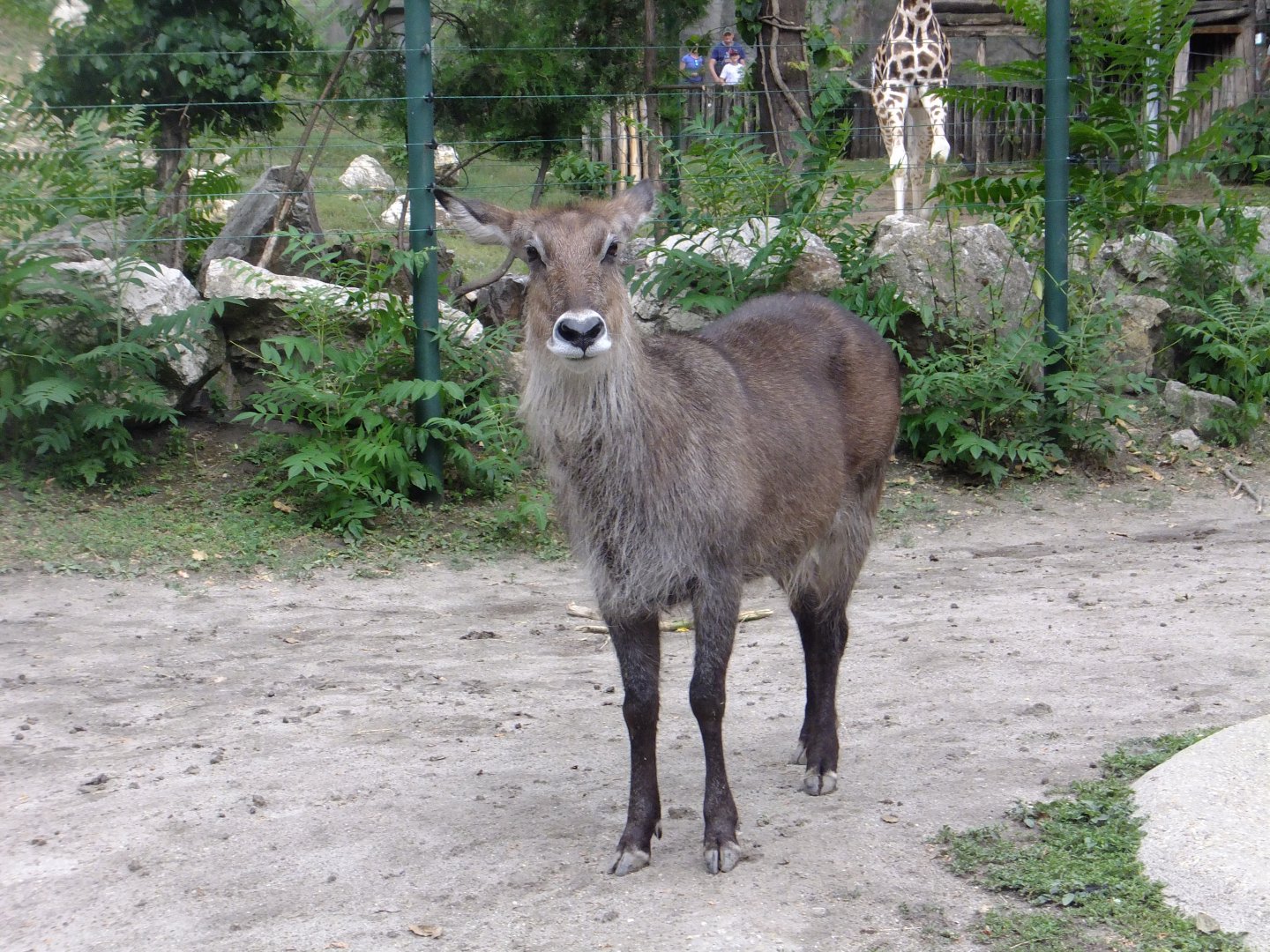 Defassa waterbuck