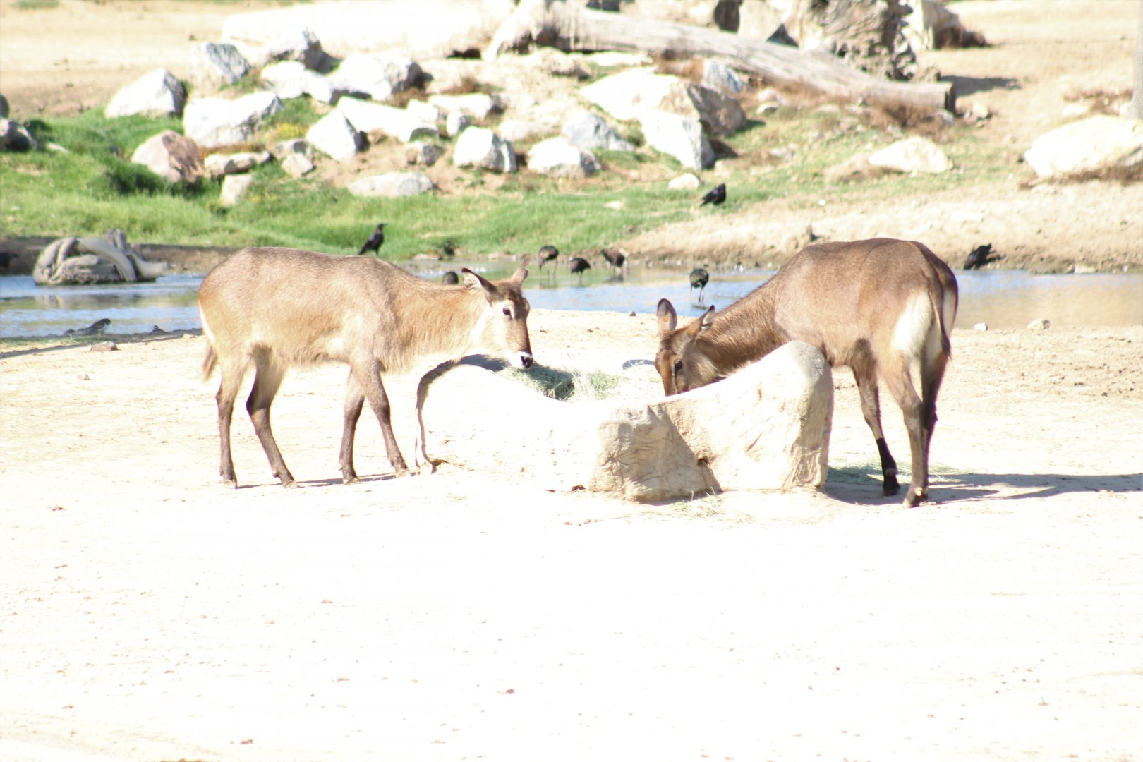Defassa Waterbuck