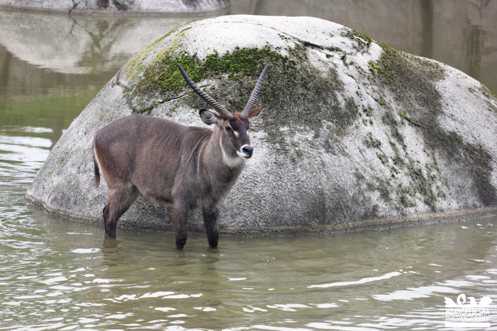 Defassa waterbuck