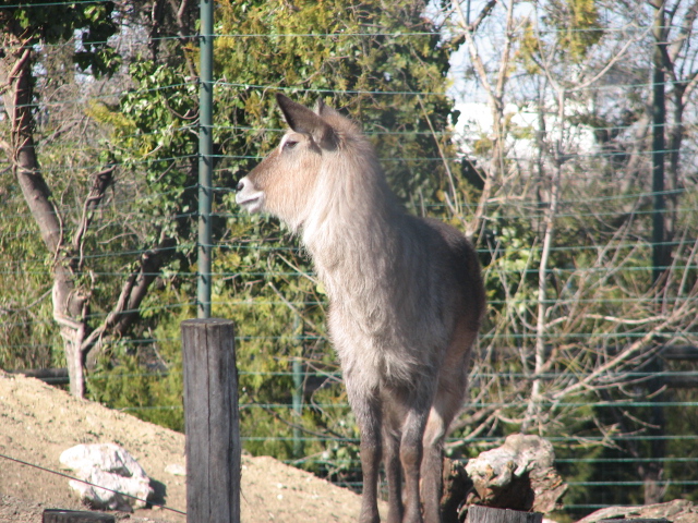 Defassa waterbuck