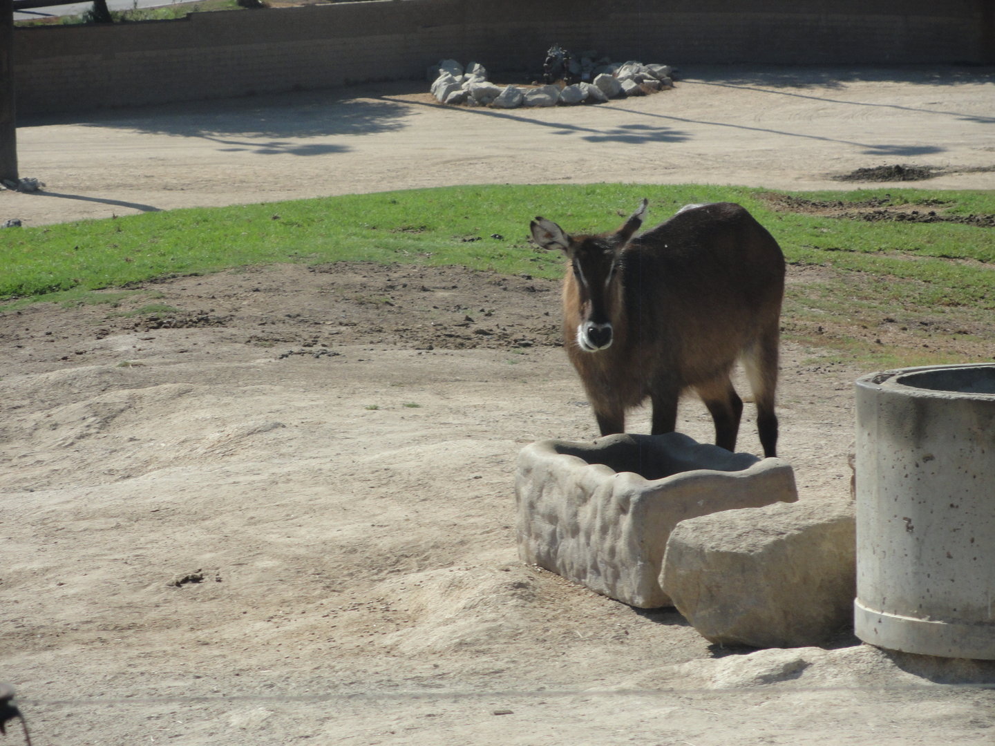 Defassa Waterbuck