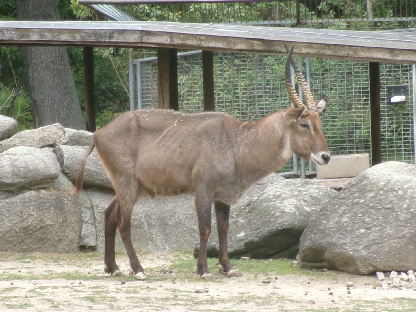 Defassa waterbuck