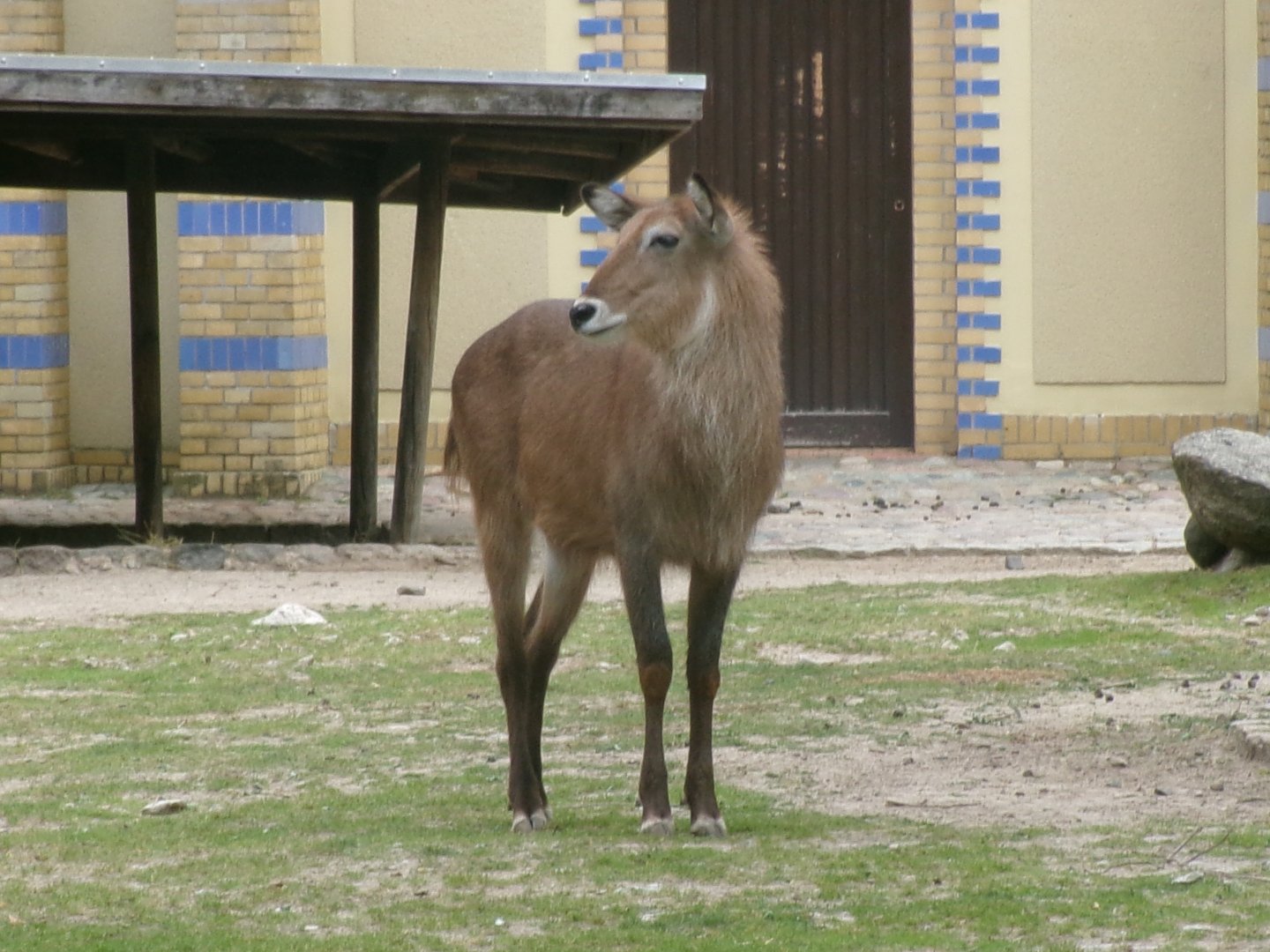 Defassa waterbuck