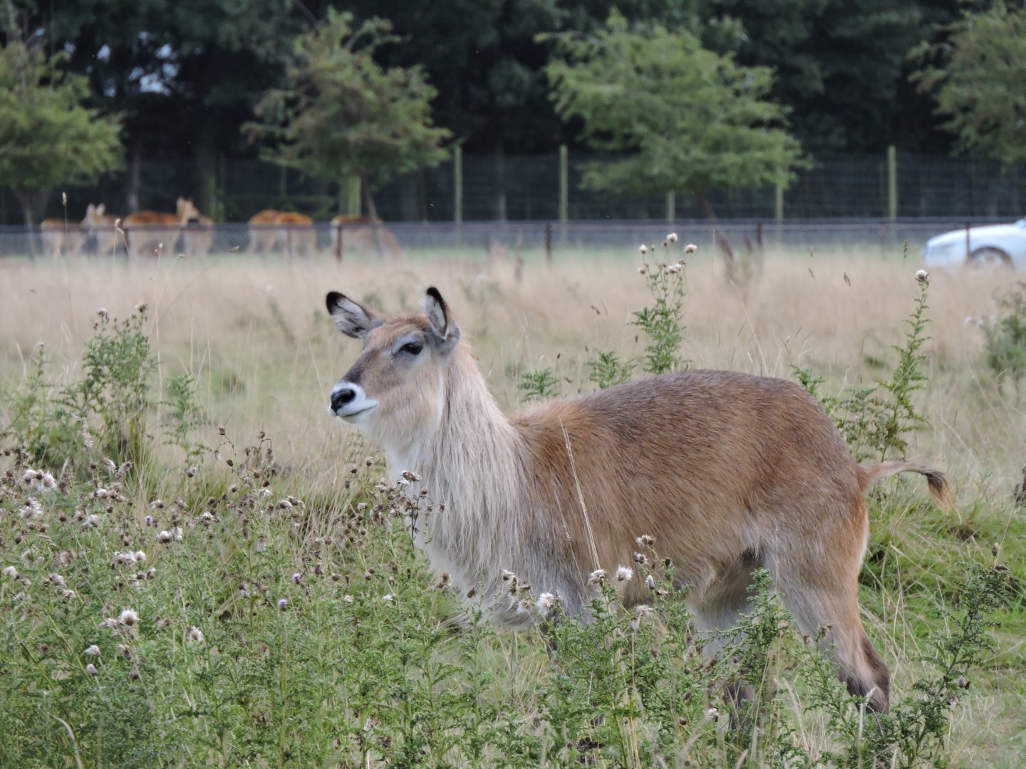 Defassa Waterbuck