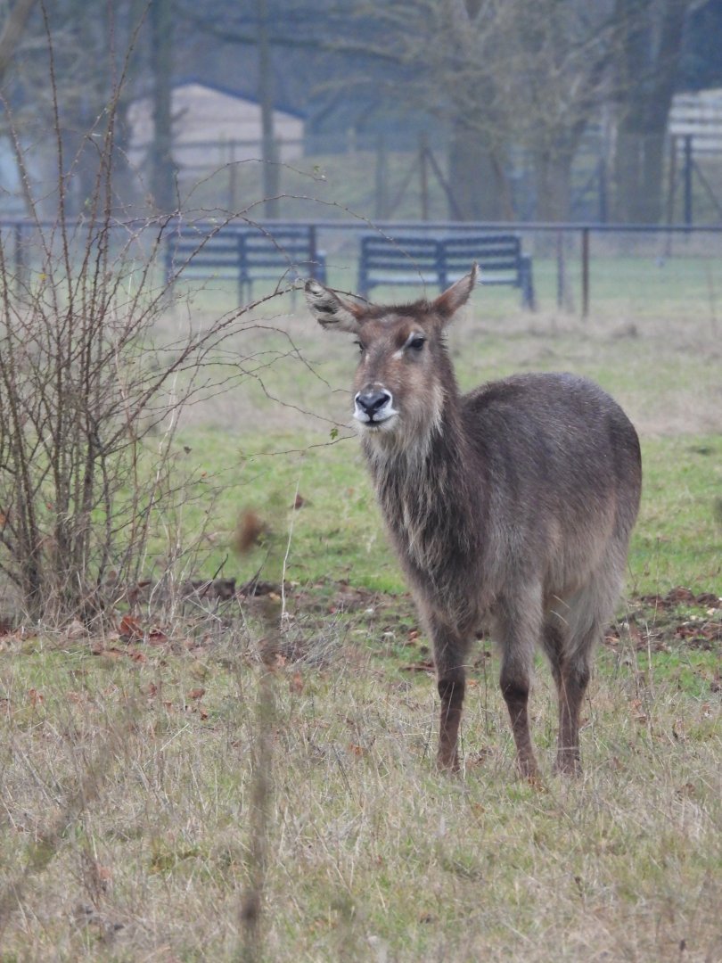 Defassa Waterbuck