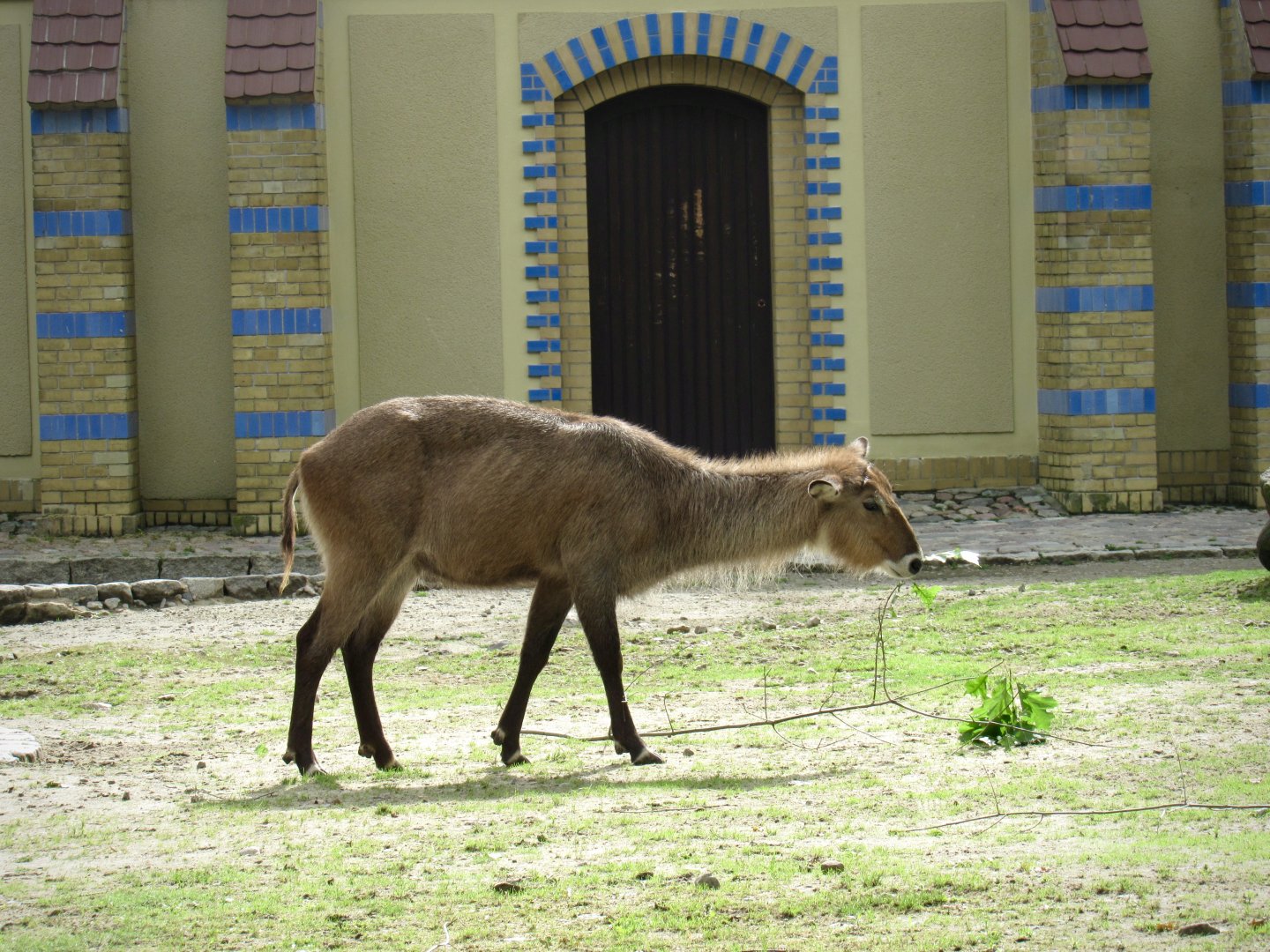 Defassa waterbuck