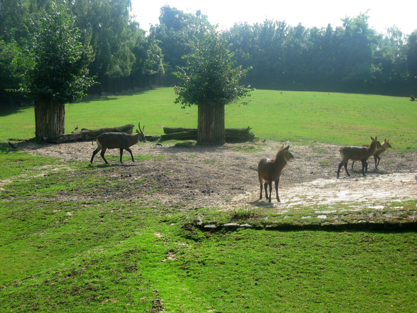 Defassa Waterbucks - 08.2013