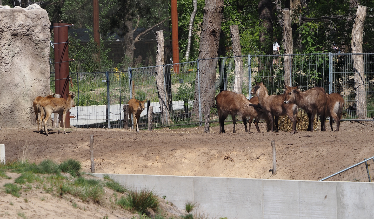 Defassa waterbucks (Kobus ellipsiprymnus defassa) and Nile lechwes (Kobus megaceros)2025-04-30