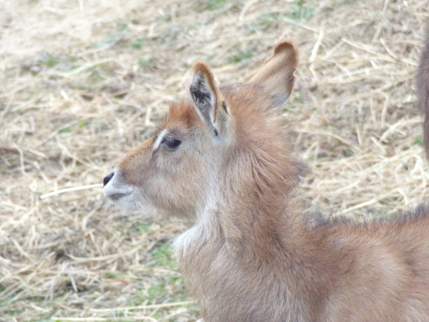 Defassa Waterbuk calf - - Réserve Africaine de Sigean (2024)