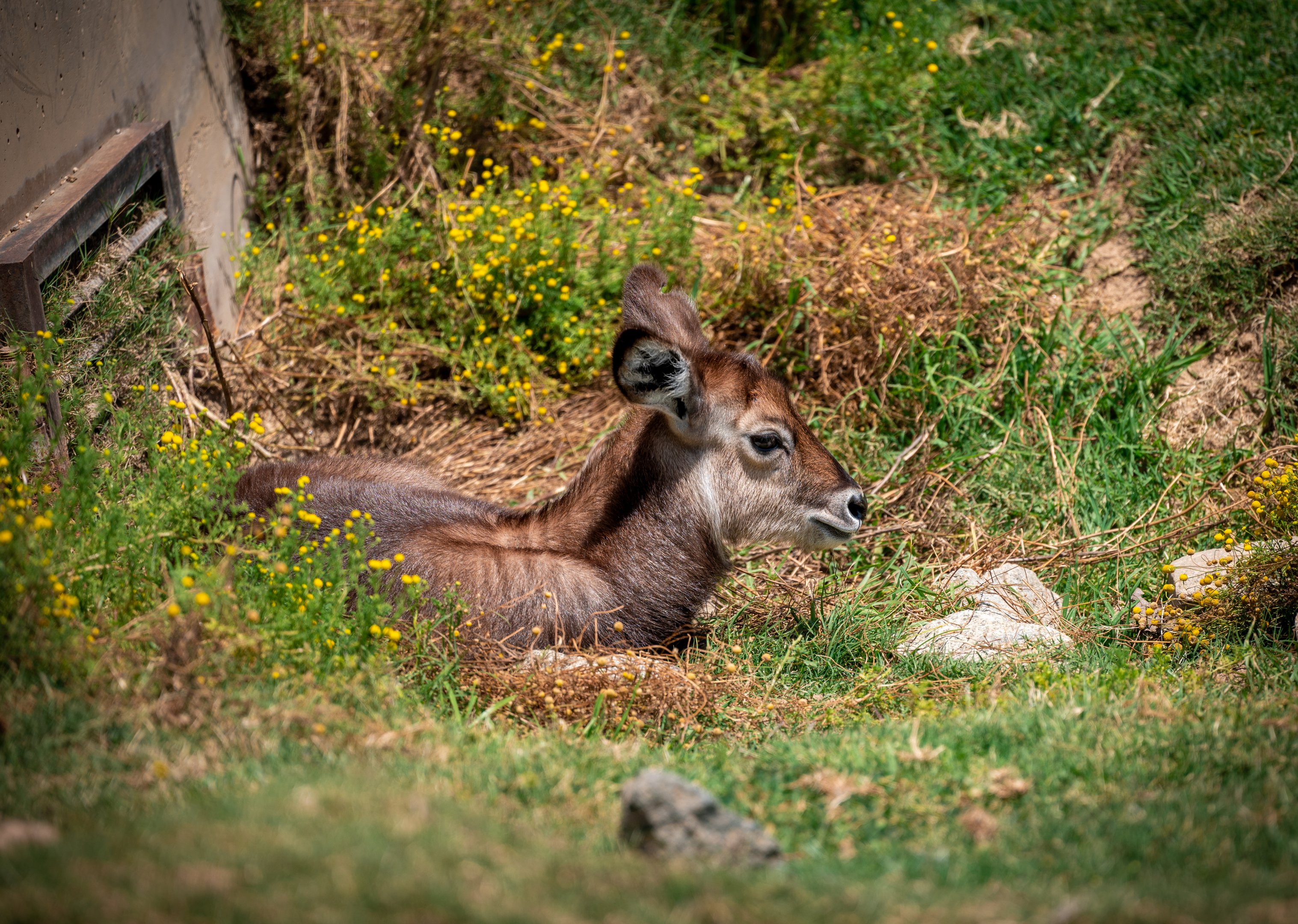 Defassa’s Waterbuck fawn