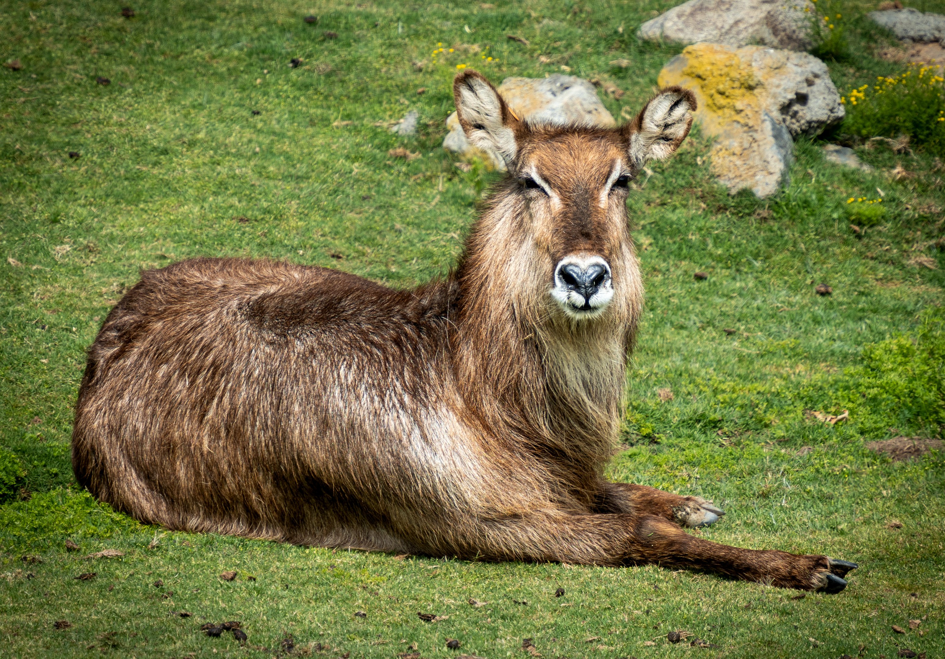 Defassa’s Waterbuck