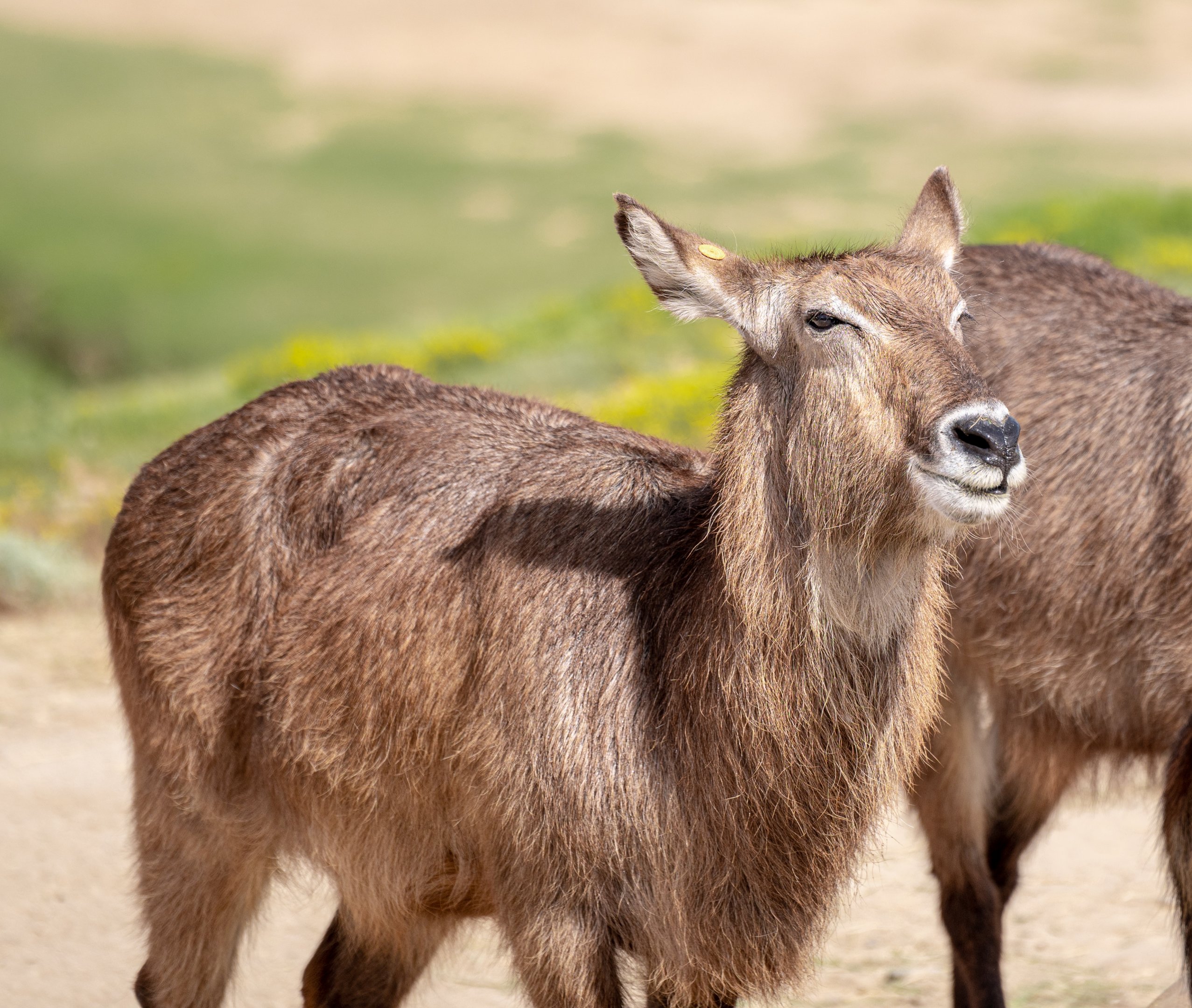 Defassa’s Waterbuck