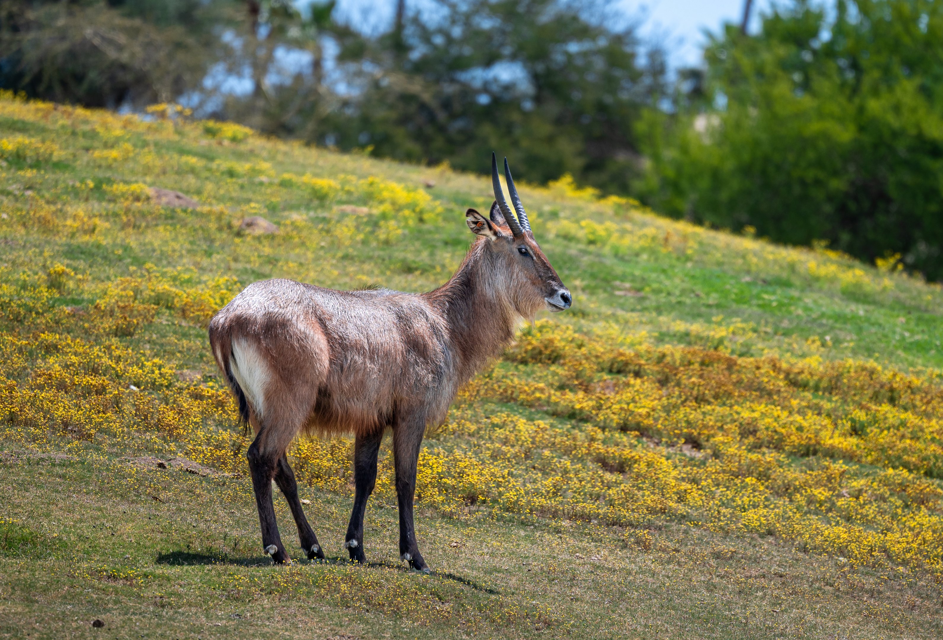 Defassa’s Waterbuck