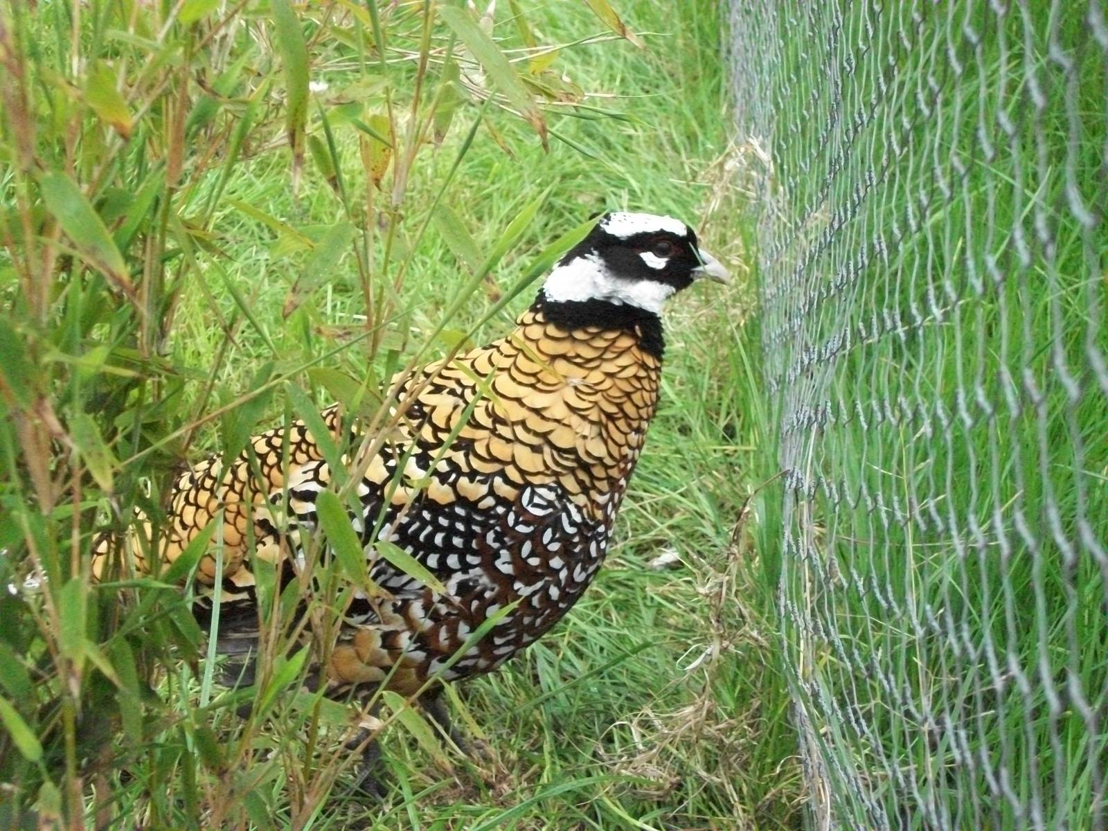 Definitely feeling at home, 21st April 2014