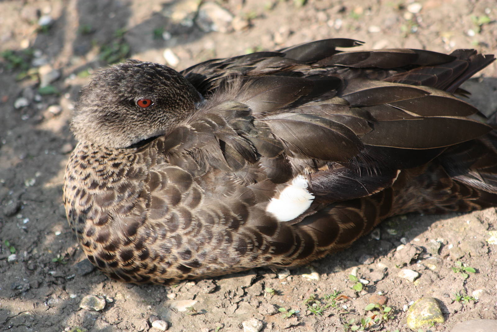 Definitely not a real Chestnut-breasted Teal, 18th May 2014