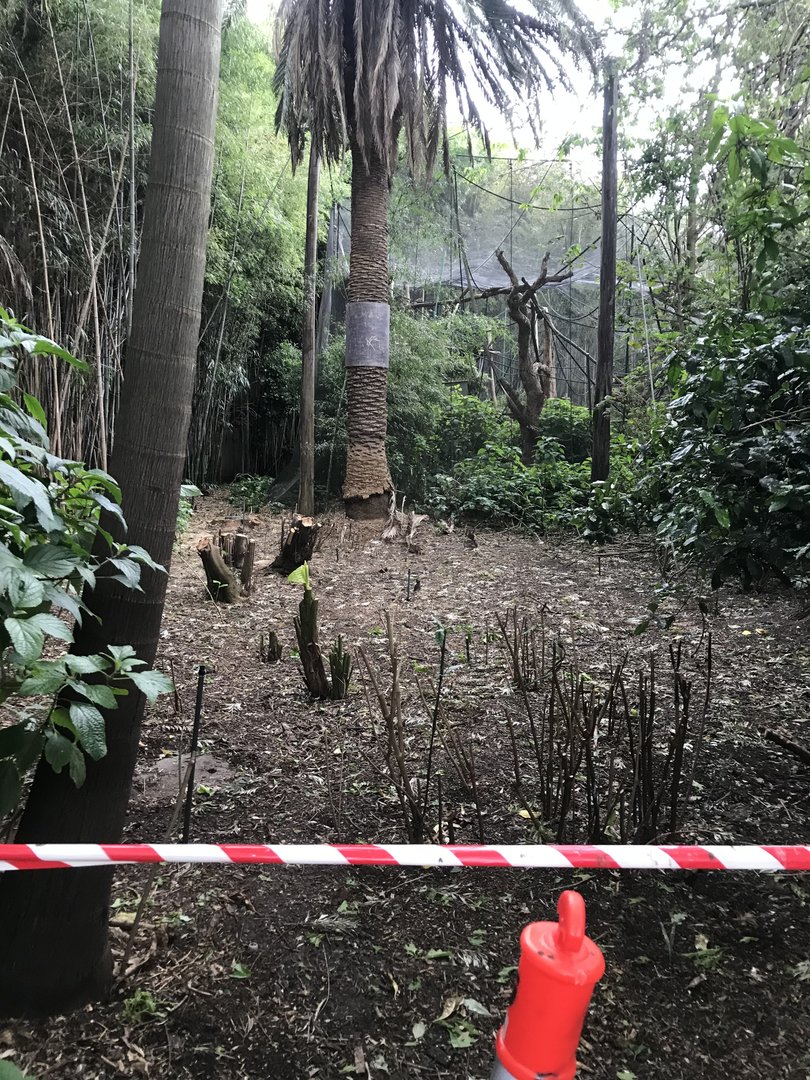 Deforested area behind the White Cheeked Gibbon enclosure