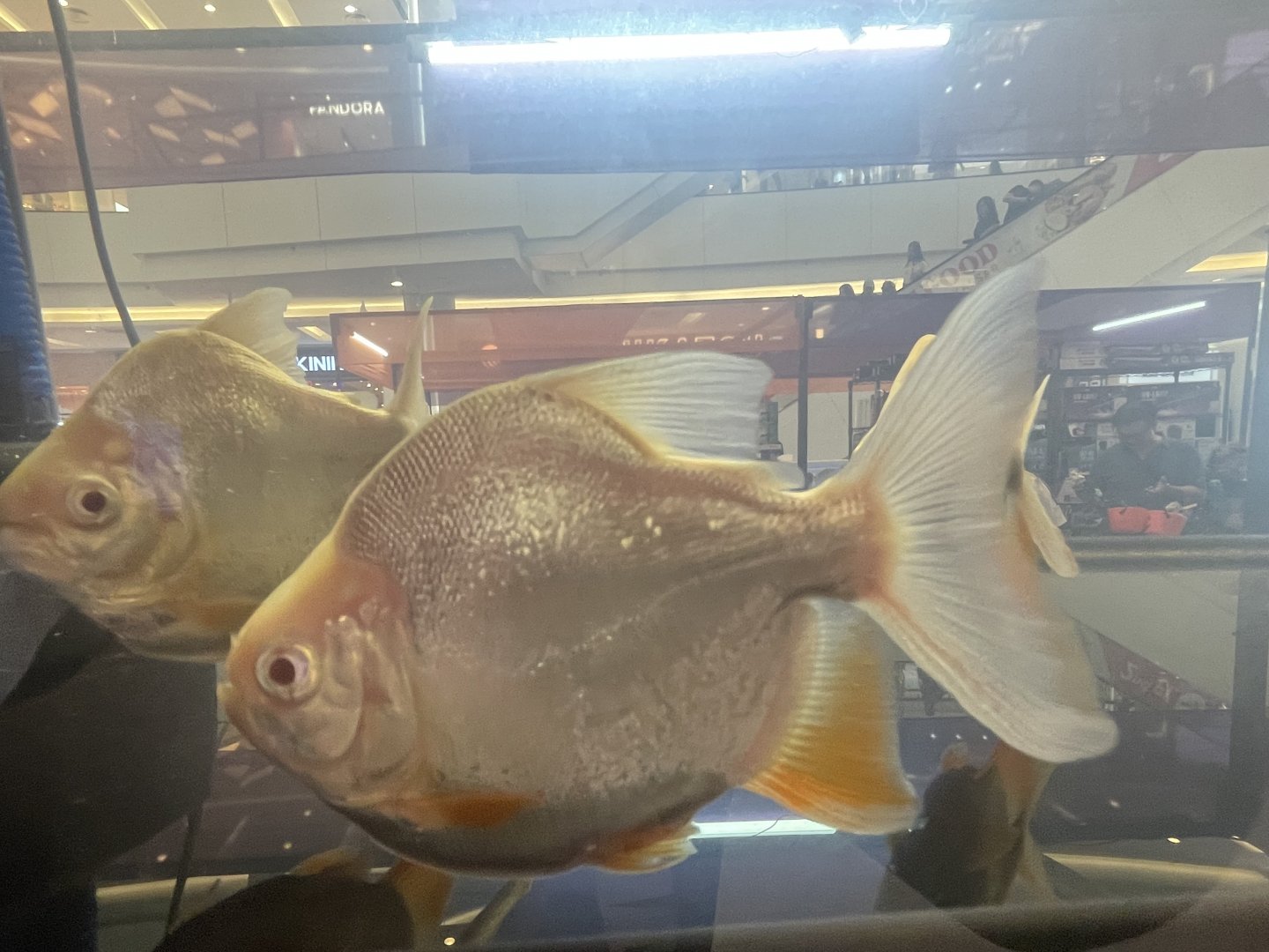 deformed albino pirapitinga (piaractus brachypomus)