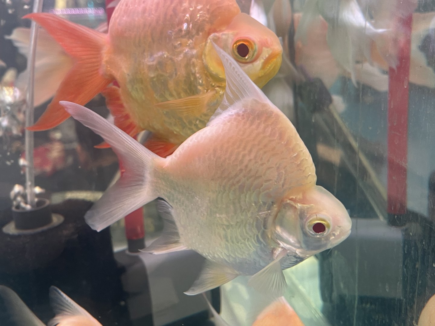 deformed albino tinfoil barb (barbonymus schwanenfeldii)