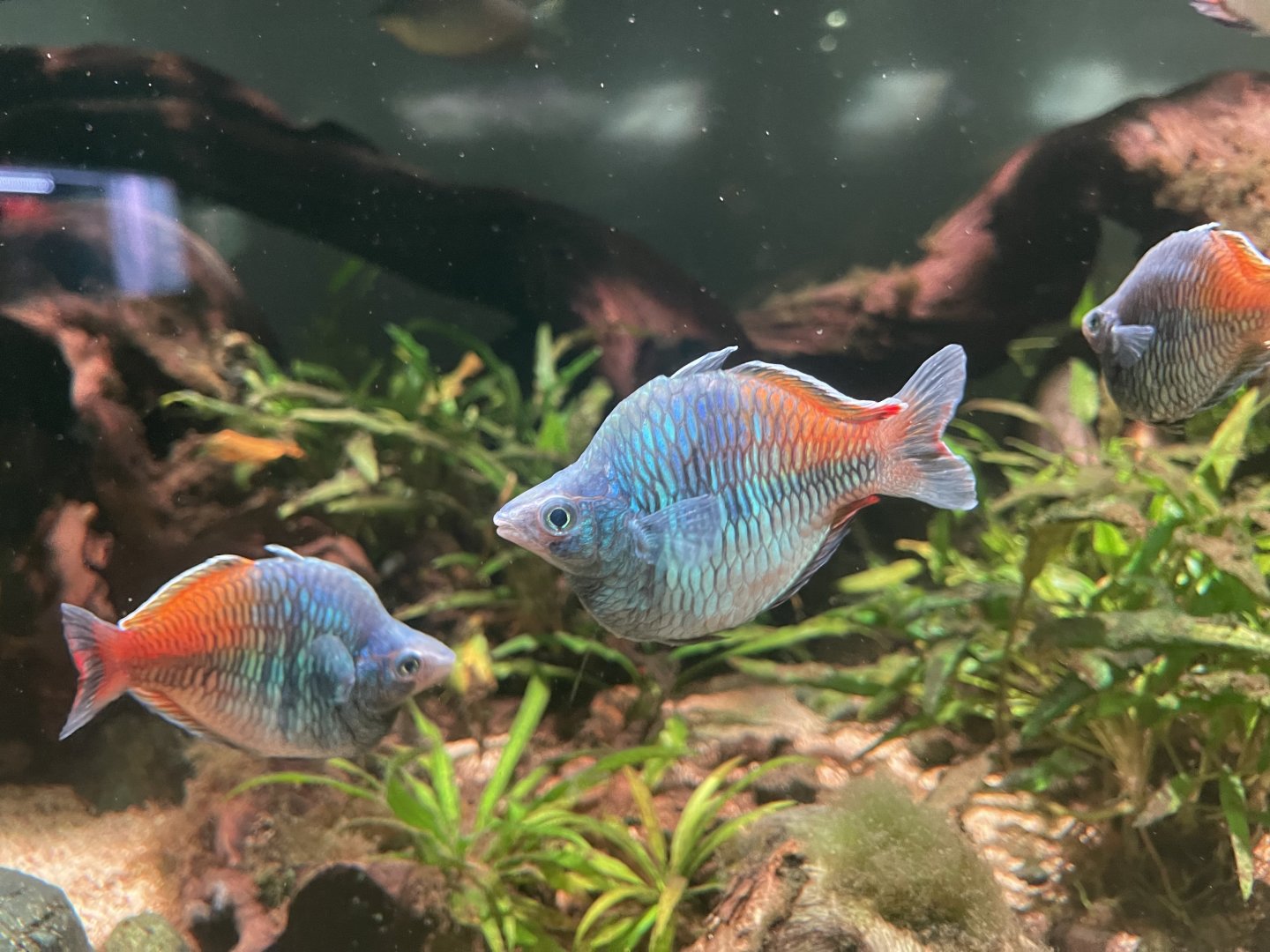 deformed boeseman’s rainbowfish (melanotaenia boesemani)