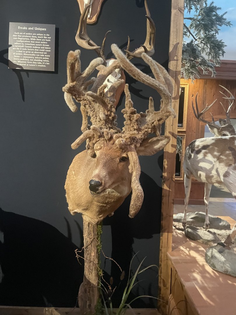 Deformed Deer Mount