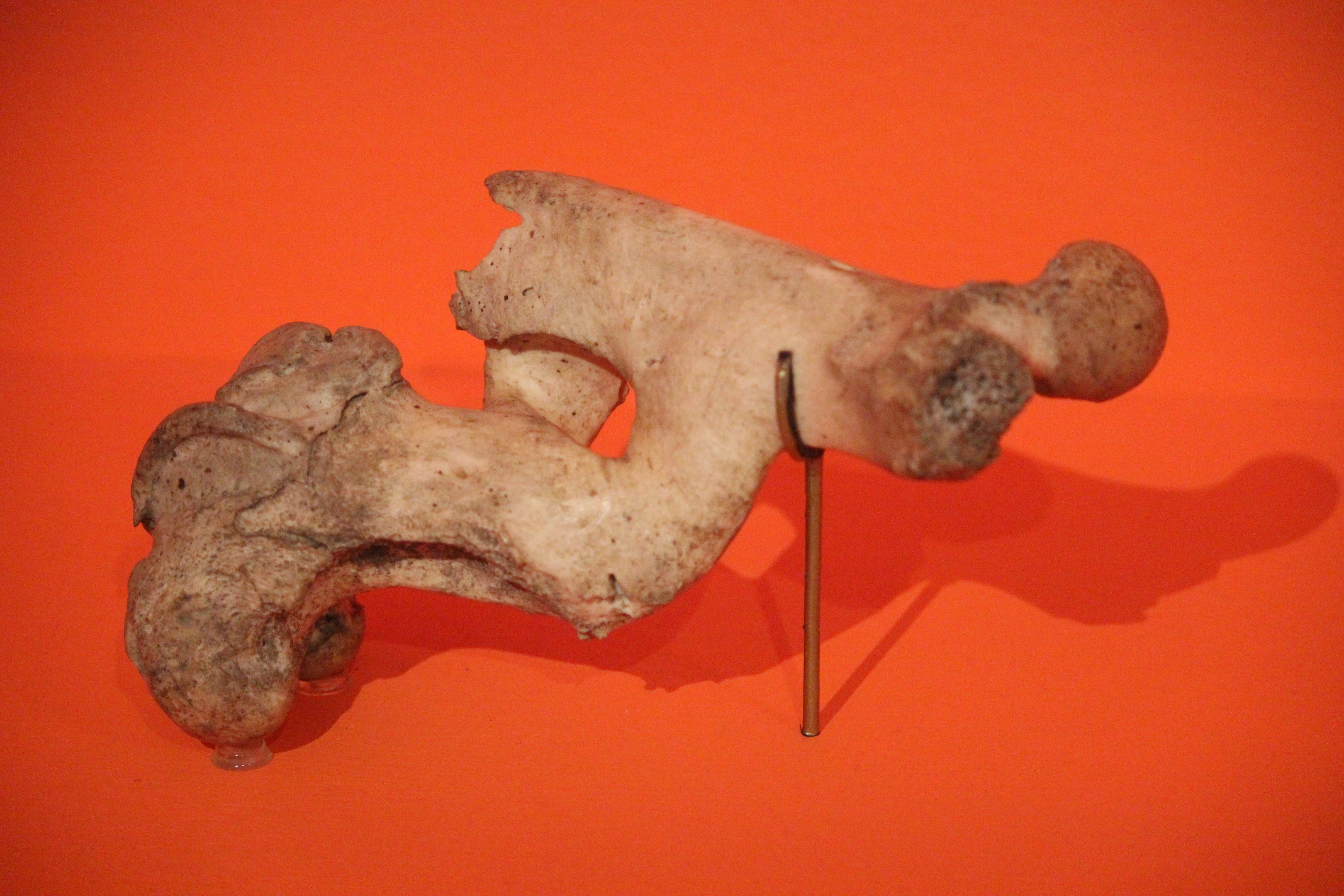Deformed femur bone of Red Deer, Aratoi Museum of Art & History