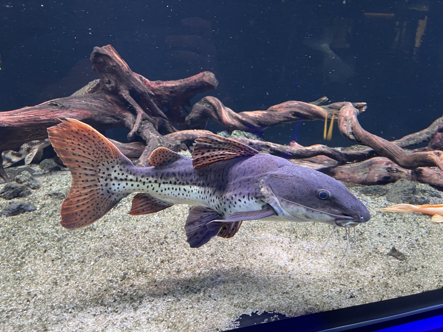 deformed hybrid catfish (phractocephalus hemioliopterus x pseudoplatystoma fasciatum)