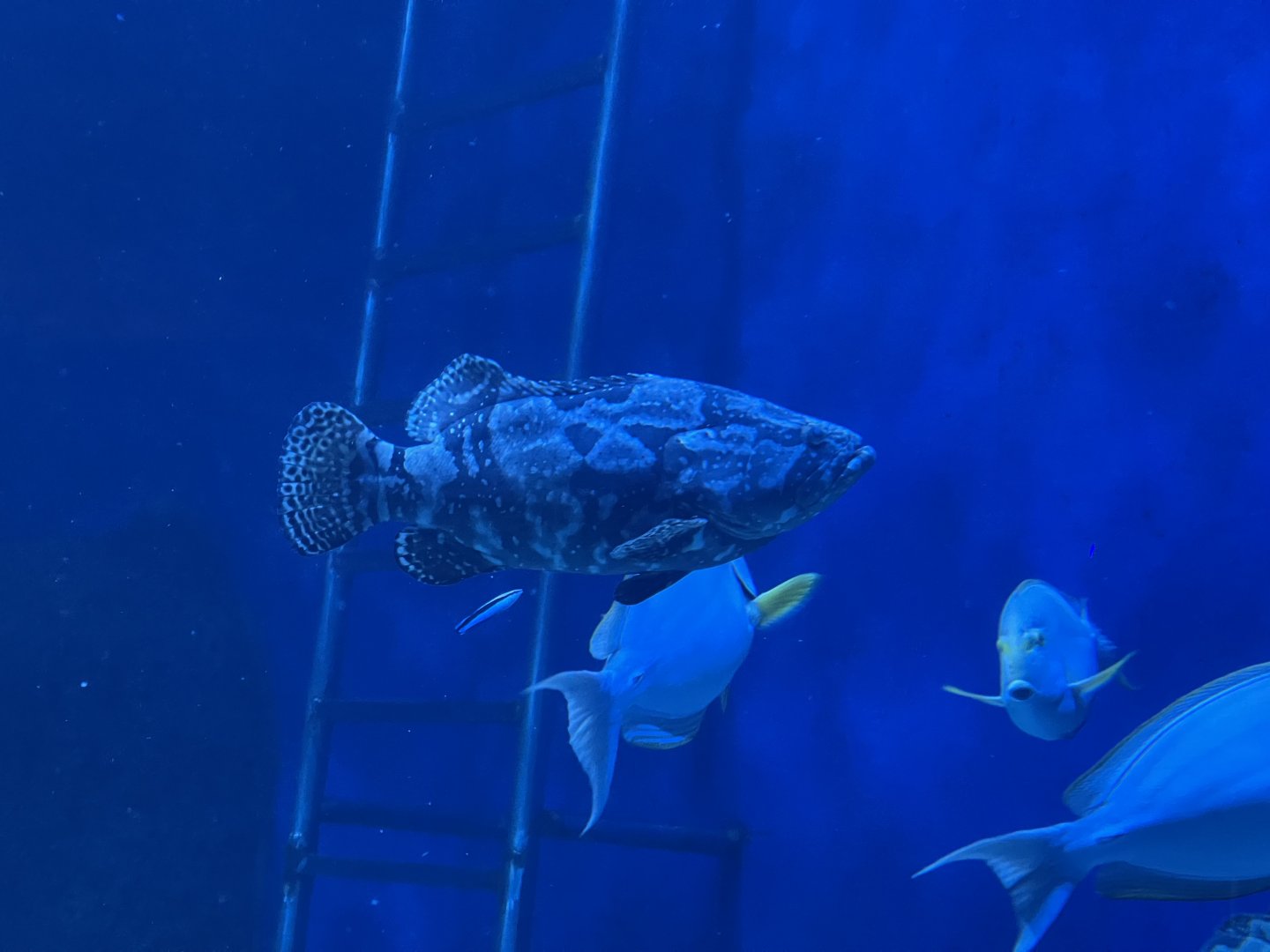deformed hybrid grouper (epinephelus fuscoguttatus x epinephelus lanceolatus)