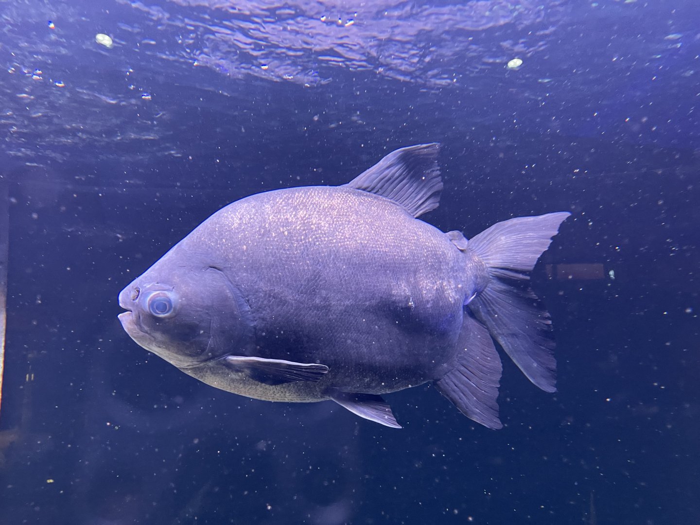 deformed pirapitinga (piaractus brachypomus)