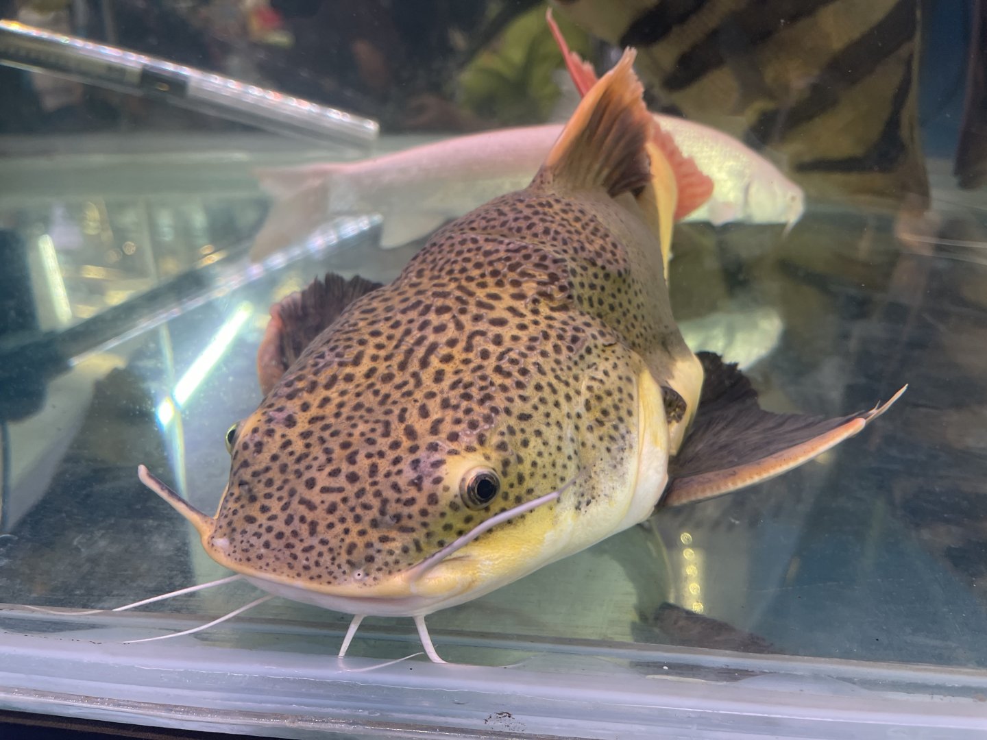deformed redtail catfish (phractocephalus hemioliopterus)