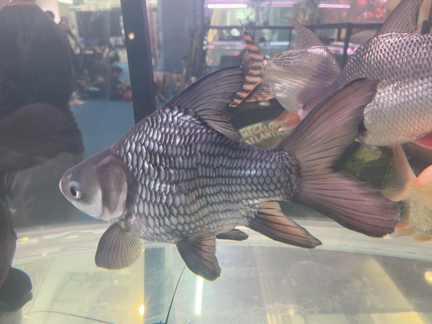deformed siamese giant barb (catlocarpio siamensis)