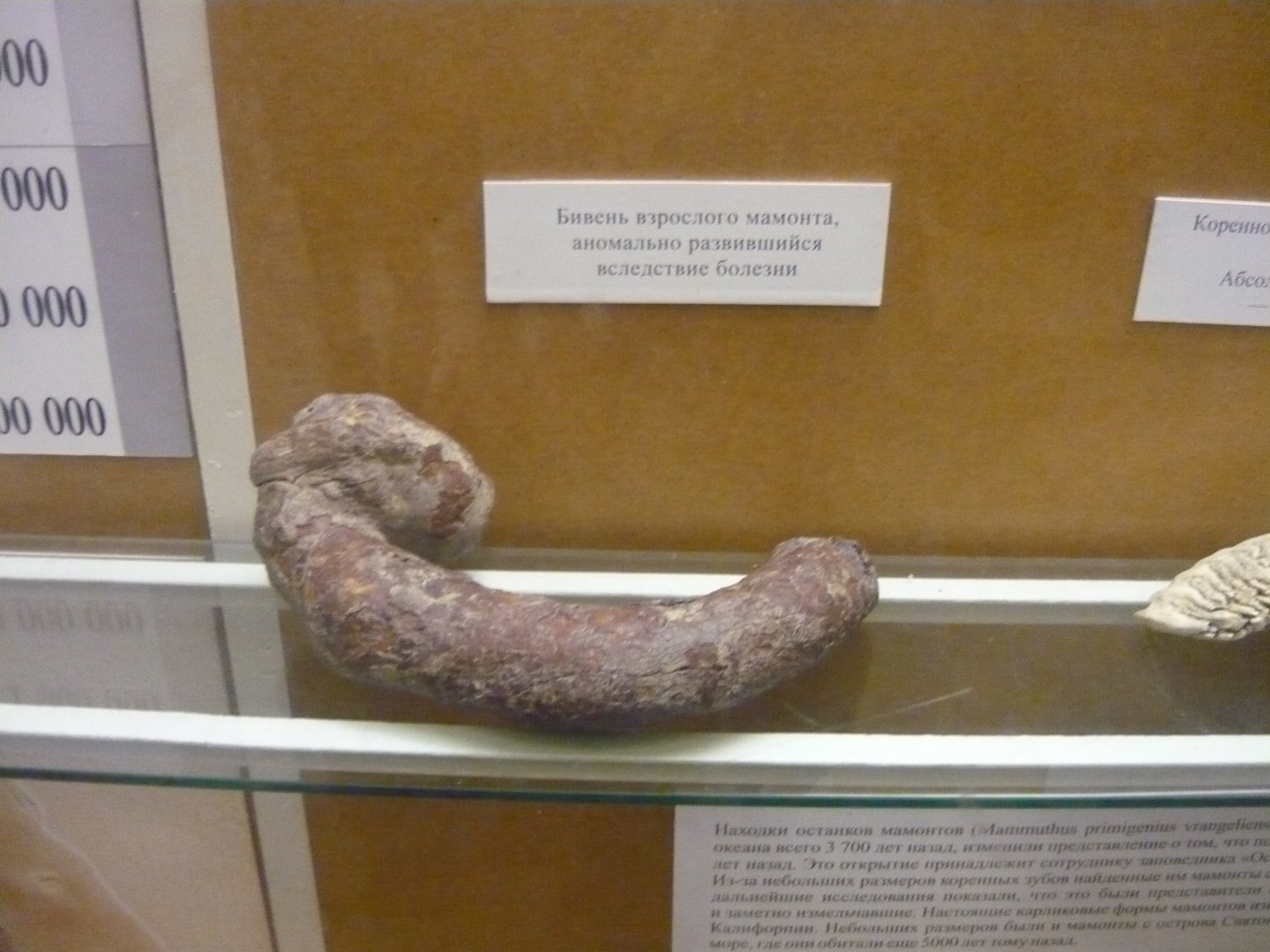Deformed tusk of an adult mammoth