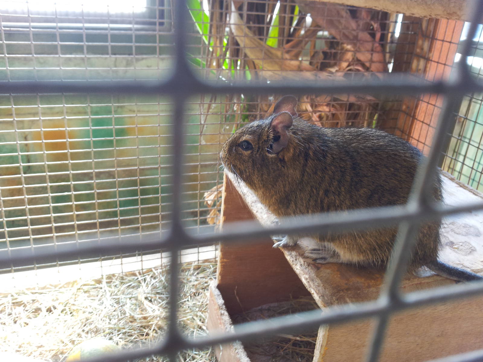 Degu - 16/10/2011