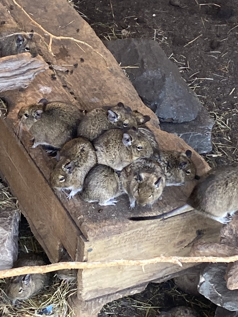 Degu 230922