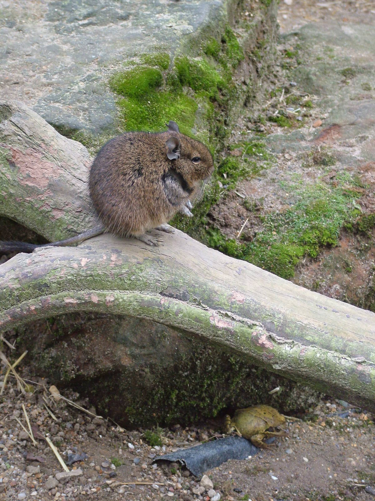 Degu and amphibian friend at Tilgate Nature Centre 14/03/10