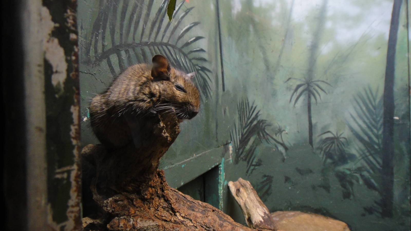 Degu at Bronx zoo 2014-12-29