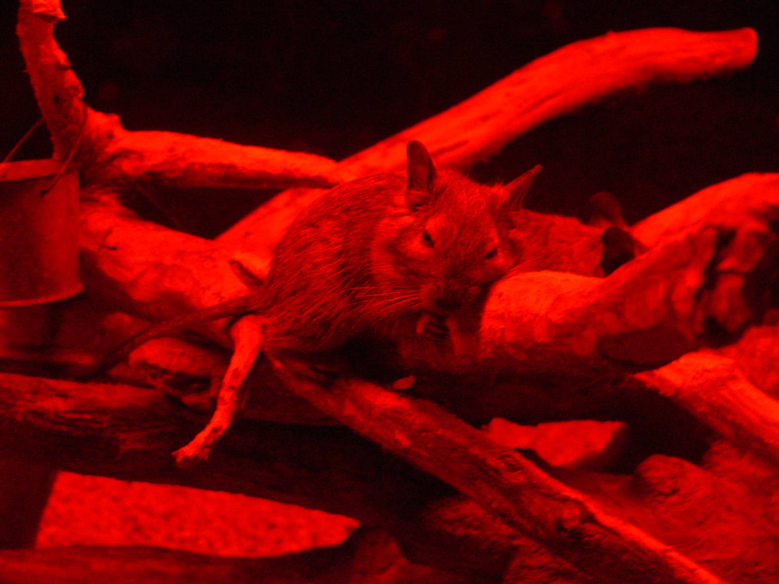 Degu at Terra Natura, 03/08/14