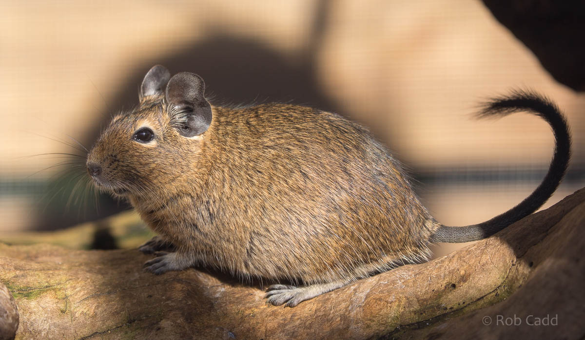 Degu : Axe Valley : 22 Sep 2015
