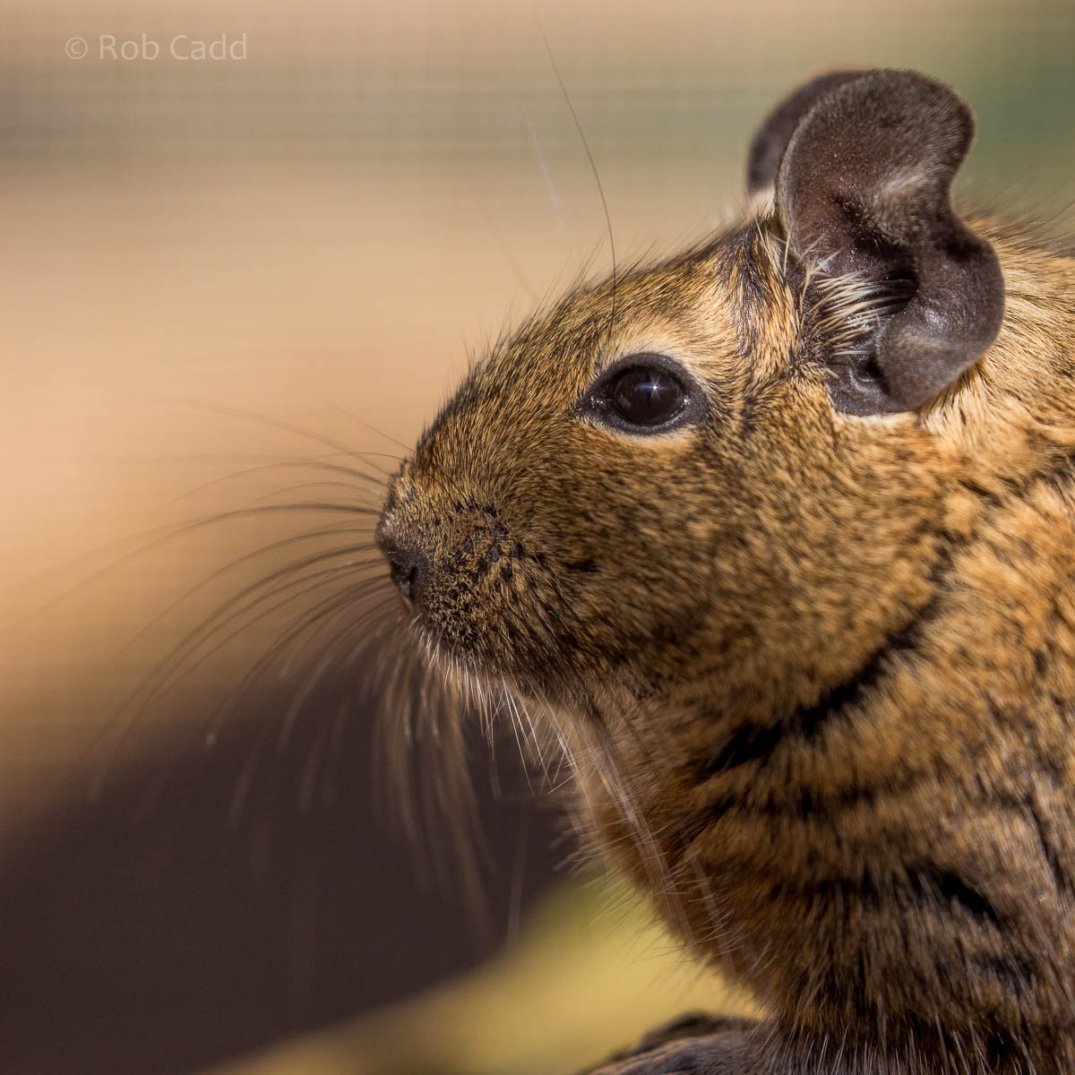 Degu : Axe Valley : 22 Sep 2015