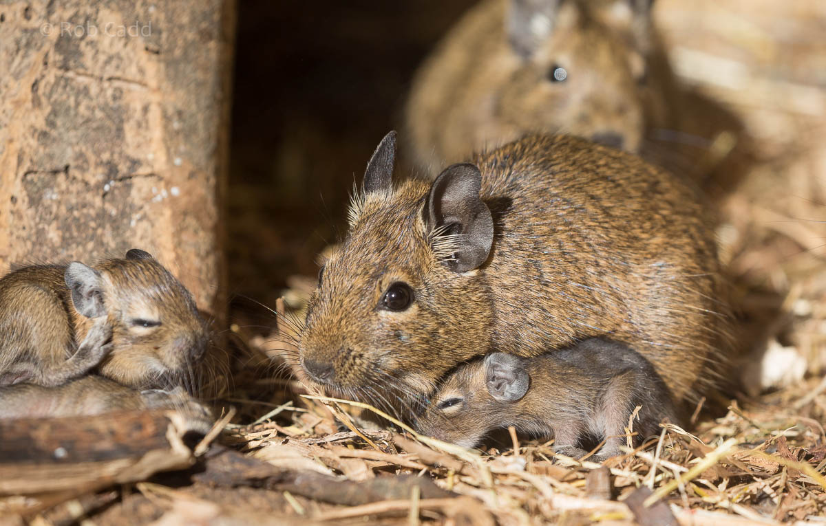 Degu : Axe Valley : 22 Sep 2015