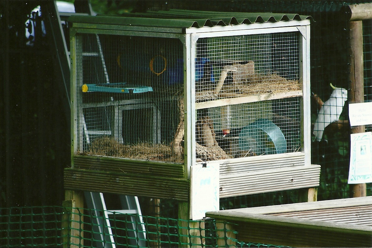 Degu cage 5th September 2011