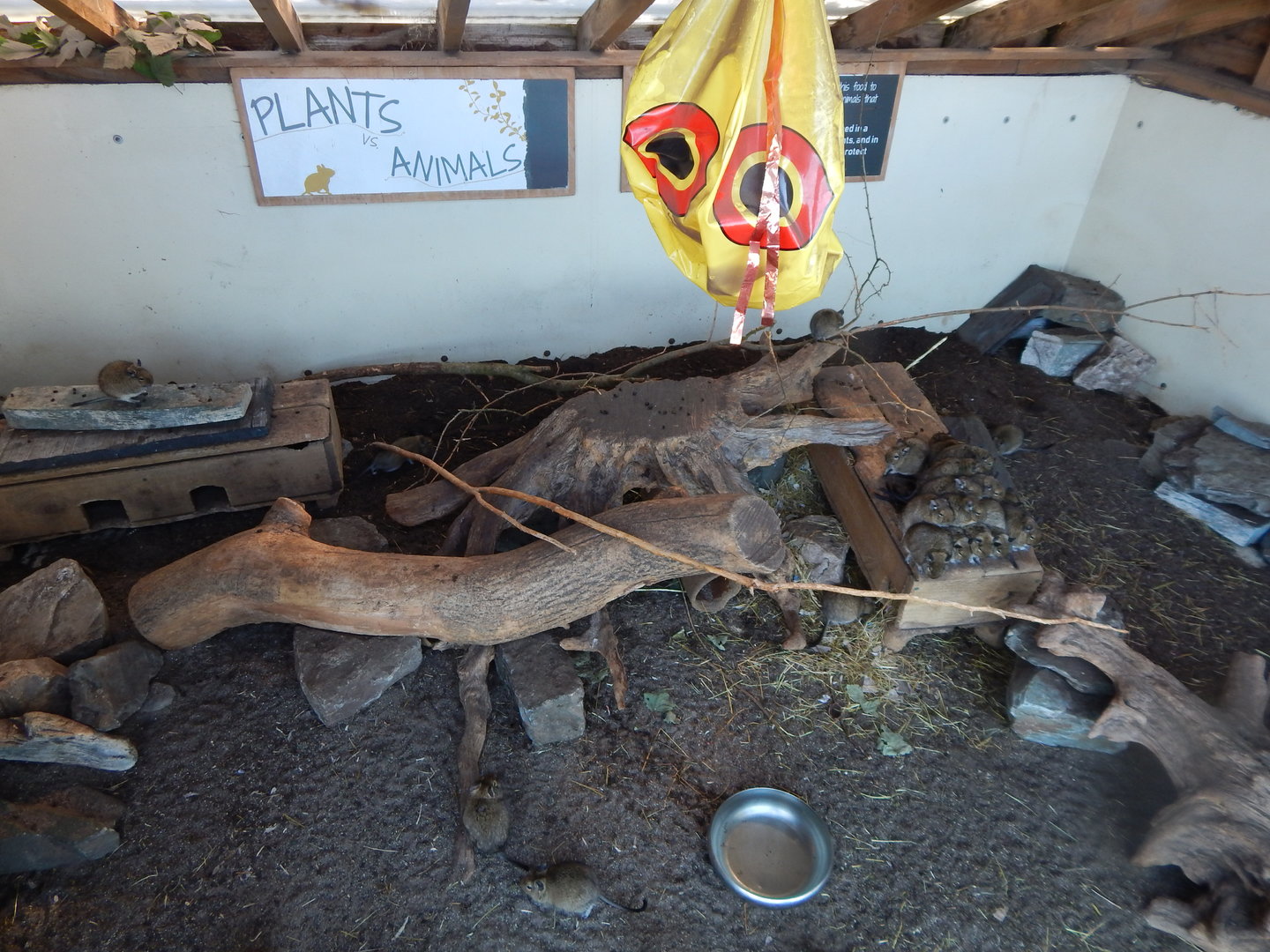 Degu enclosure 230922